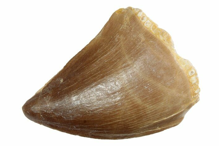 Fossil Mosasaur (Prognathodon) Tooth - Morocco #237128